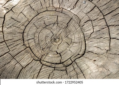 Texture background of an old stump tree.