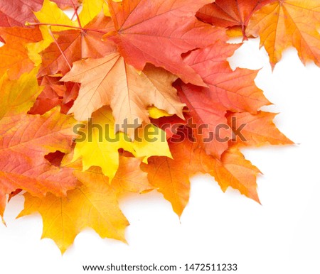 Texture background, pattern. Autumn colorful maple leaves. Maple is a common symbol of strength and endurance and was chosen as the national tree of Canada.