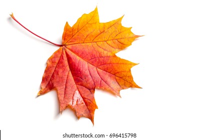 Texture, background, pattern. Autumn maple leaves. Background of maple leaves. Red and yellow maple leaves Autumn advance; Autumn motive