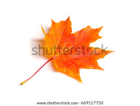 Texture, background, pattern. Autumn maple leaves. Background of maple leaves. Red and yellow maple leaves Autumn advance; Autumn motive