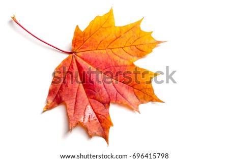Texture, background, pattern. Autumn maple leaves. Background of maple leaves. Red and yellow maple leaves Autumn advance; Autumn motive
