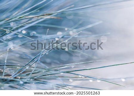 Texture, background, pattern of decorative grass Blue Fescue with rain drops. Bokeh with light reflection. Natural backdrop