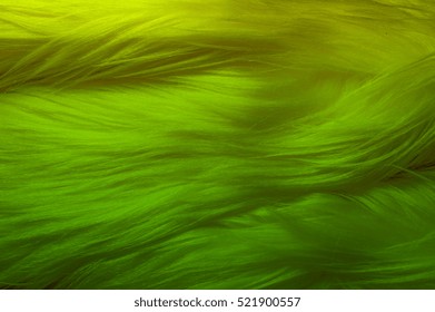 Texture, background, pattern. Fur white yak. a large domesticated wild ox with shaggy hair, humped shoulders, and large horns, 