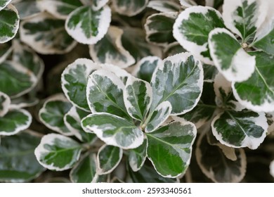 Texture, background, pattern of green and white leaves of Euonymus fortunei Emerald Gaiety with rain drops. Natural backdrop close-up