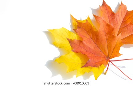 Texture, background, pattern. Leaves in autumn on a white background isolated. Maple. Red Yellow Leaves