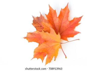 Texture, background, pattern. Leaves in autumn on a white background isolated. Maple. Red Yellow Leaves
