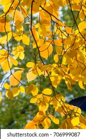 Texture, background, pattern. Yellow red autumn leaves on a tree. Beautiful Warm Photo
