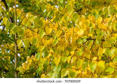 Texture, background, pattern. Yellow red autumn leaves on a tree. Beautiful Warm Photo