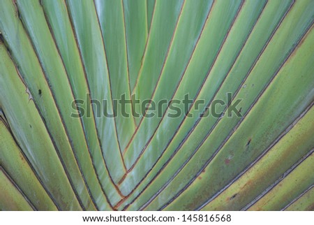 Texture background of petioles