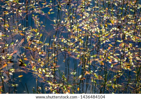 Texture background with pondweed and straws growing in a little Dutch fen or lake in the Netherlands