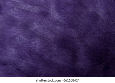 Texture Background With Rabbit Fur Purple