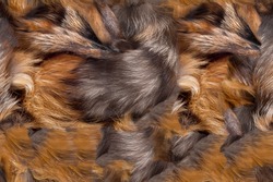 Fur texture top view. Brown fur background. Fur pattern. Texture