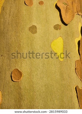 Texture background shot of exfoliating tree bark