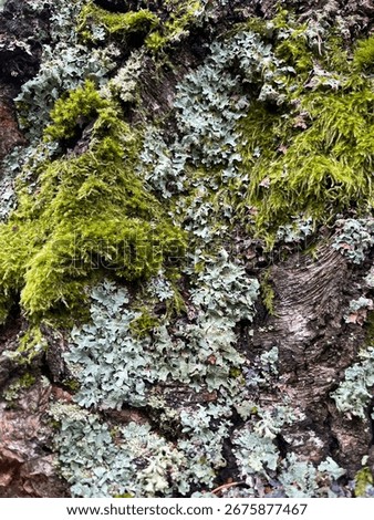 texture background tree bark and moss travel park vacation beauty nature