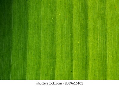 Texture Of Banana Leaf Use For Screen Or Print And Background