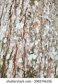 The Texture Of The Bark Of The Albizia Chinensis Or Silk Tree