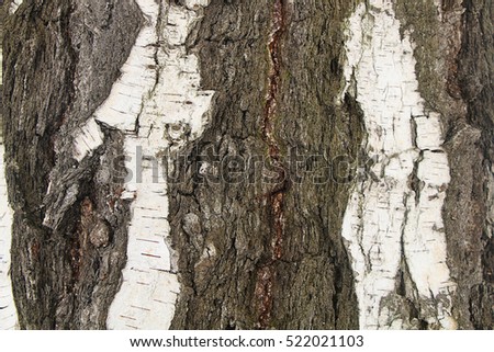The texture of the bark of birch trees a century old