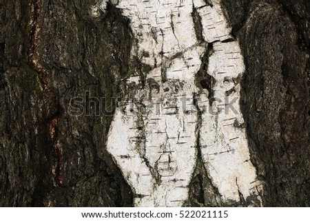 The texture of the bark of birch trees a century old