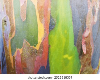 texture bark of eucalyptus tree for background