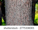 The texture of the bark of the field maple, or Acer campestre in Latin. Deep furrows and cracks in the bark.