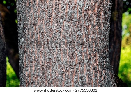 The texture of the bark of the field maple, or Acer campestre in Latin. Deep furrows and cracks in the bark.