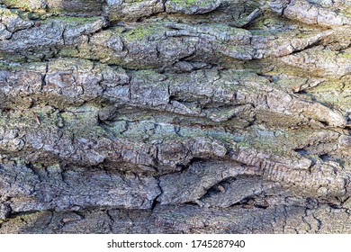Texture of the bark of an old fallen tree in a city Park, illuminated by the daytime sun