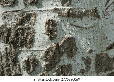 The texture of the bark of an old poplar tree. High quality photo