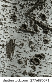 The texture of the bark of an old poplar tree. High quality photo