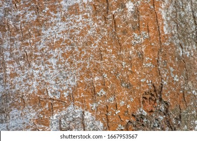 Texture of bark of an old tree