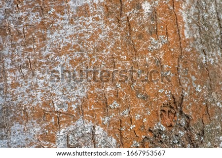 Texture of bark of an old tree