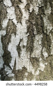 Texture. bark of an old tree. close-up