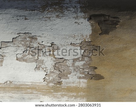 The texture of the bark of an old tree. The gray-beige trunk reveals deep cracks and the characteristic peeling of the protective layer, revealing smooth, brown young wood underneath.