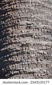 texture of the bark of a palm tree