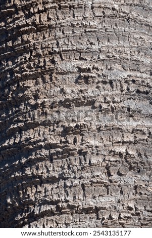 texture of the bark of a palm tree