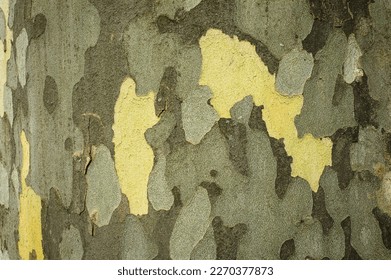 Texture of the bark of the Platanus (London plane) tree. Platan bark wooden background. Close up, macro. Natural tree bark texture.