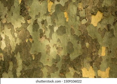 Texture of the bark of the Platanus tree. 