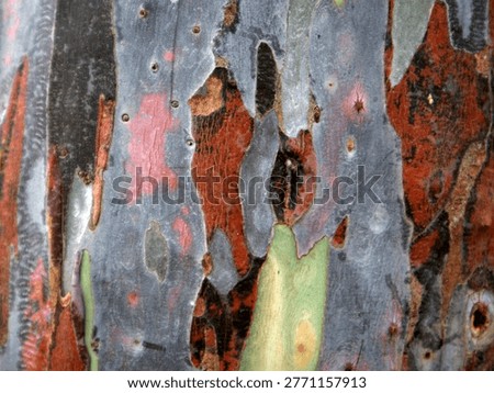 The texture of the bark of the Rainbow Eucalyptus tree (Eucalyptus deglupta). Eucalyptus is a type of tree whose leaves and oil are often used as medicinal ingredients. Although further research is needed, eucalyptus is often used to treat certain ailments, such as asthma, bronchitis, gingivitis, and head lice.