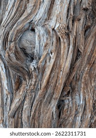 Texture of the bark and a tree knot