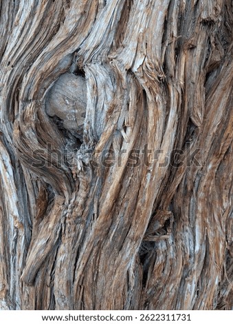 Texture of the bark and a tree knot