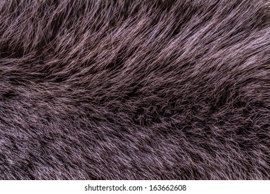 Texture, Beaver Fur