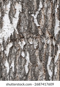 The texture of the birch bark. Birch bark background