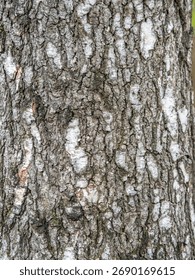 The texture of the birch bark. Birch bark background