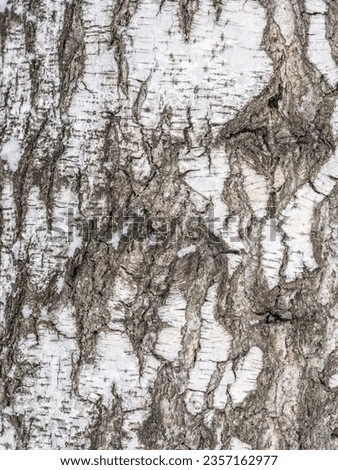 The texture of the birch bark. Birch bark background