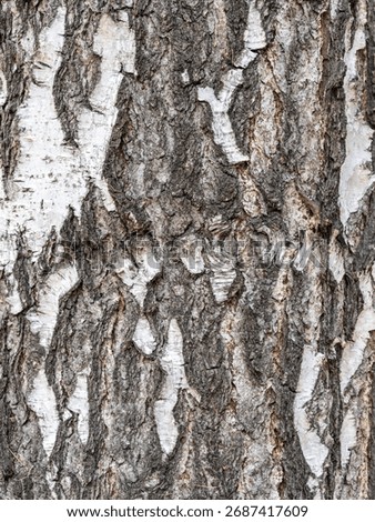 The texture of the birch bark. Birch bark background