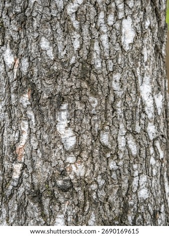 The texture of the birch bark. Birch bark background