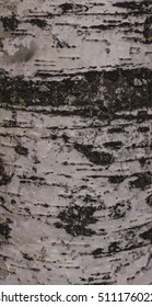 texture of birch bark in black and white