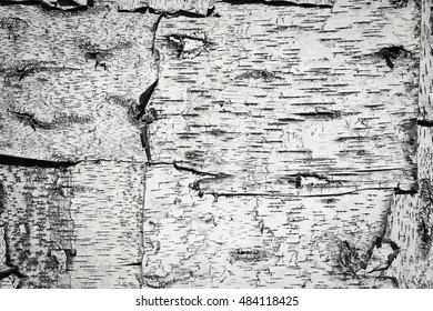 birch tree bark wallpaper