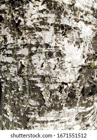 texture of birch tree bark