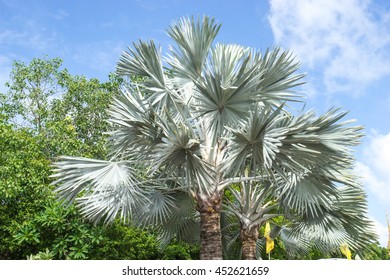 Texture Of Bismarck Plam A King Of Sugar Palm Tree