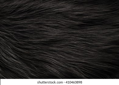 Texture black fox fur, high pile. Background